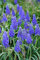 Bulbi Di Giacinto D'Uva, Copertura Del Terreno, Bulbi Di Giacinto,Bulbi,Purificazione Dell'Aria,Fragranza,Piante In Vaso,Piante Ornamentali, All'Aperto-4bulbi-A