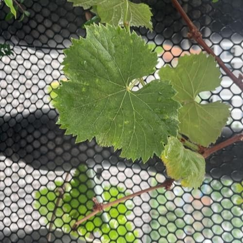 SSDDLZEQ Plastic Chicken Wire Fence 5/10/15/20/25/30/50m-Black Poultry Gardening Fence-Craft Flower Mesh Chicken Wire Frame(0.8x25m(2.6x82ft))