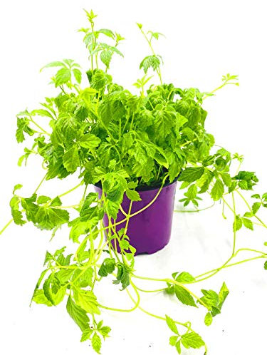 Florapartner Jiaogulan Pflanze 4er Set nachhaltig kultiviert aus Stecklingen