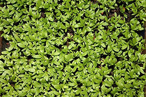 Cress Curled Great for Sprouting Garden Herb by Seed Kingdom Bulk 5 Lb Seeds