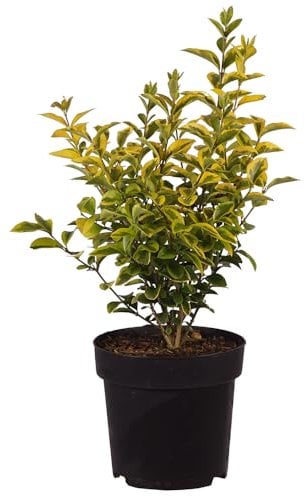 Ligustro dorato, Ligustrum ovalifolium 'Aureum', sempreverde, giallo dorato, siepe, facile da pulire, decorazione del giardino