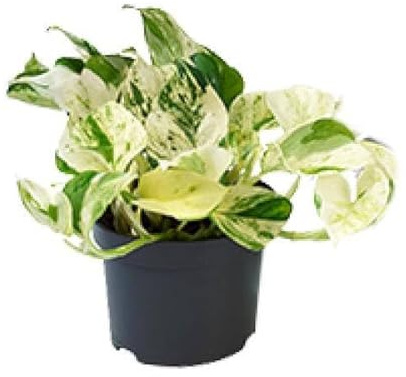 Weiß bunte Efeutute Epipremnum 'Happy Leaf' Blumentopf Ø12 cm H15 cm
