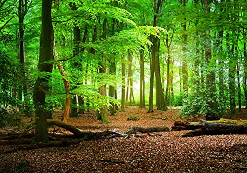 wandmotiv24 Fototapete Wald Sommer Natur, M 250 x 175 cm - 5 Teile, Wanddeko, Wandbild, Wandtapete, grün, Bäume, Stamm M5667