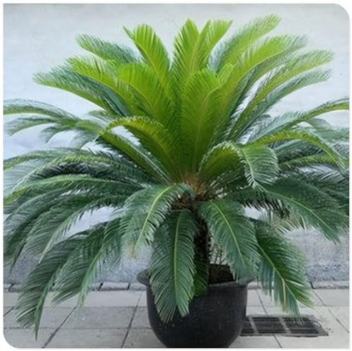 Sago palm pflanzen zwiebeln,blumenzwiebeln mehrjährig winterhart,Sago palm winterhart,Sago Palm pflanzen,Sagopalmfarn mehrjährig winterhart,japanischer sagopalmfarn,Cycas Revolut.-1 zwiebeln-greenD