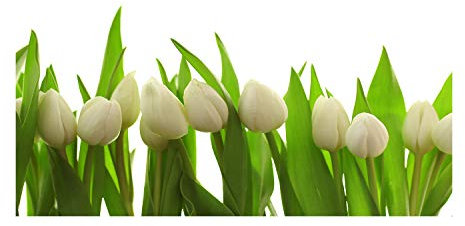 Tulup Glass Picture Wall Art - 100x50cm - Tempered Glass Decoration - Print for Living room Bedroom - Toughened Glass Image - Glass picture Wall Art - White tulips
