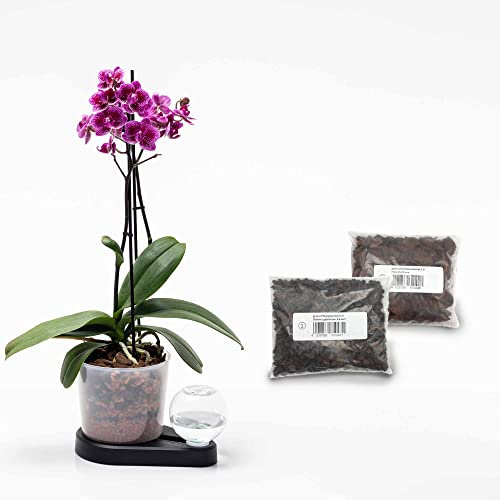 greevi Orchideenheld inklusive Pflanzgranulat und Orchideensubstrat | Selbstbewässernder Pflanztopf für Orchideen | Made in Germany | Kunststoff (schwarz)