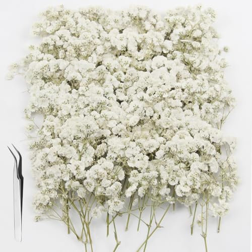 GZGXKJ 120pcs Gypsophile Séché Mini Fleurs Sechees Naturelles Petites Fleurs Pressées Blanche pour Le Bricolage Les Bougies la Résine Les Bijoux Les Ongles L'Artisanat