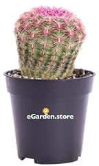 eGarden.store Pianta di Echinocereus Pectinatus Rubispinus o Echinocereus Rigidissimum Rubispinus pianta grassa ornamentale da esterno o da interno cactus vero con spine colorate venduto