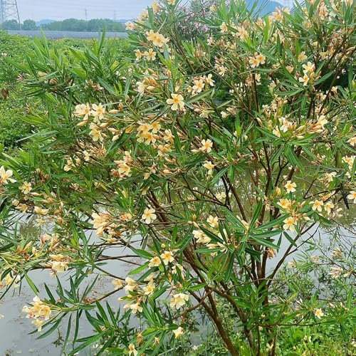 oleander baum samen - pflanzen samen, bäume pflanzen, sträucher winterhart blühend oleander samen, gartenpflanzen winterhart mehrjährig baumsamen bäume garten winterhart, schnittblumen 10pcs