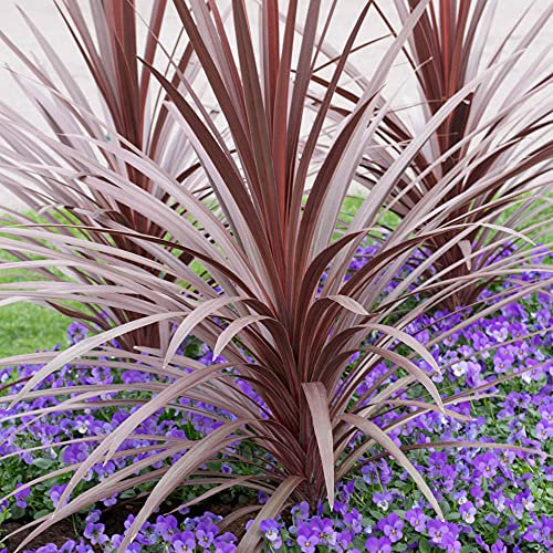 YouGarden Cordyline Australis 'Red Star', Scented Potted Outdoor Plants, 60-70cm in Height, Exotic Plants Shrubs for Gardens, Low Maintenance House Plant, Ready Potted Plants for Outdoor