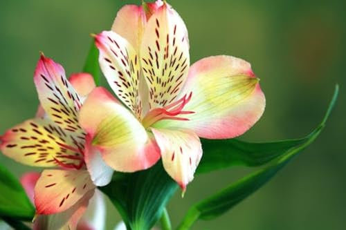 Deux orchidées - Puzzle en Bois de 10000 pièces - fait un Excellent Cadeau