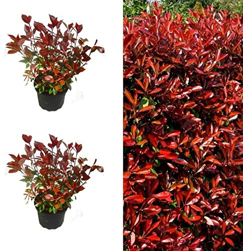 Photinia Little Red Robin x 2 Plants in 9cm Pots 15-20cm in Height - Evergreen Shrub for The Garden (4 Plants)