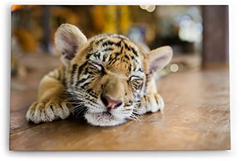 Paul Sinus Wandbild 60x40cm Dekorative Kunst Kleiner Tiger Babytiger Katze Katzenbaby Flauschig