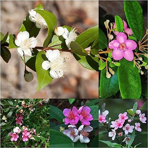 35 pcs Myrte pflanze samen - gewächshaus balkon exotische pflanzen winterhart,Rhodomyrtus tomentosa, bienenfreundliche blumensamen winterfeste pflanzen für balkon bienen wiese bonsai