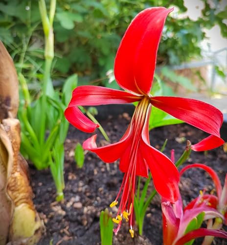 ANGEBOT : Blumenzwiebel - Raritäten : Sprekelia formosisima - Jakobslilie 3 Zwiebel