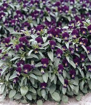60 Semi di Viola The Czar W248 (Viola odorata)