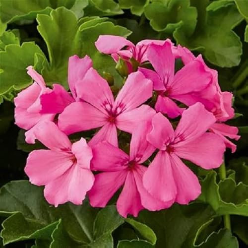Ivy Leaf Trailing Geranium 'Grandeur® Pure Pink' Plug Plants Pack x6