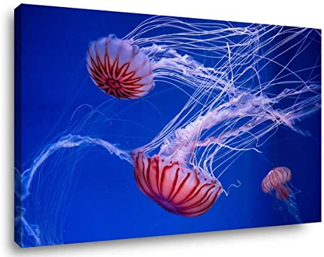 Visario Leinwand Bild Quallen Yellyfisch Nr 4017 80 x 60 cm Leinwand Bild Wanddeko hochwertig Wohnzimmer Büro Druck