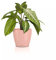 Lechuza Classico Color 14 Deco 16680 Vase de Table Magnolia Surface Mate Ø 15 x 13,5 cm