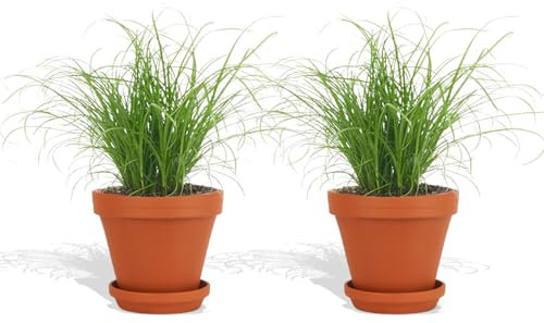 DutchLeafs Cyperus Zumula Echtes Katzengras im Terrakotta Blumentopf 2 Stück - Topf 12 cm - Frisches Katzengras für Katzen Fertig Gewachsen Zyperngras Pflegeleichte Zimmerpflanze - Höhe 20-25 cm