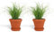 DutchLeafs Cyperus Zumula Echtes Katzengras im Terrakotta Blumentopf 2 Stück - Topf 12 cm - Frisches Katzengras für Katzen Fertig Gewachsen Zyperngras Pflegeleichte Zimmerpflanze - Höhe 20-25 cm