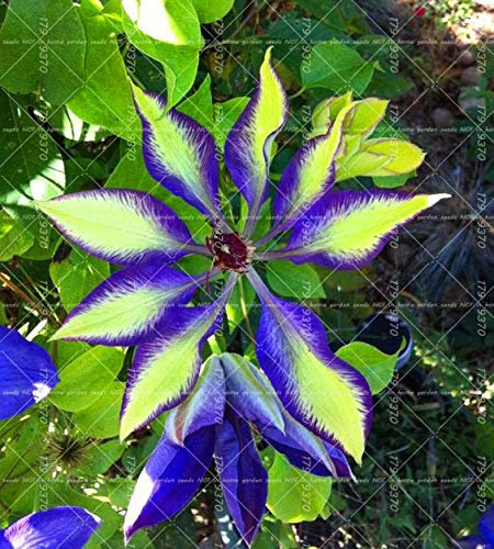 Shopmeeko 1pcs Klettern Clematis Zwiebeln, Clematis Baum Zwiebeln Gartenpflanzen, mehrjährige Pflanzung Bonsai Blumenzwiebeln Rhizom Zimmer Plante: 9
