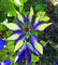 Shopmeeko 1pcs Klettern Clematis Zwiebeln, Clematis Baum Zwiebeln Gartenpflanzen, mehrjährige Pflanzung Bonsai Blumenzwiebeln Rhizom Zimmer Plante: 9