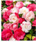 BALDUR Garten Freiland-Kamelie Festival Tricolor, 1 Pflanze, Mehrfarbig blühend, winterhart, Wasserbedarf gering, für Standort im Schatten geeignet, blühend, Camellia Japonica
