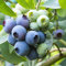 Blueberry Early 'New Hanover' 9cm pot