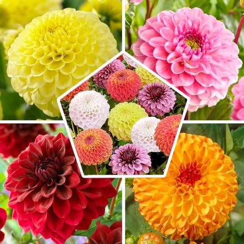 Ball Kugel Dahlien Knollen Kollektion, 5 PomPon Dahlia Blumenzwiebeln Mischung aus Holland, echte große Dahlien Pflanzen Zwiebel Mix für Garten und Töpfe (kein Samen, nicht künstlich und winterhart)