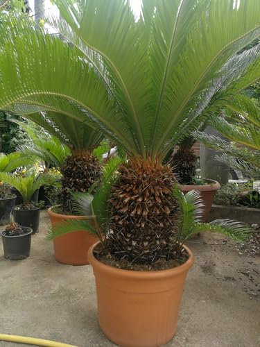 Pianta di Cycas Revoluta, Palma nana, Pianta vera in vaso 26cm, H90-100cm