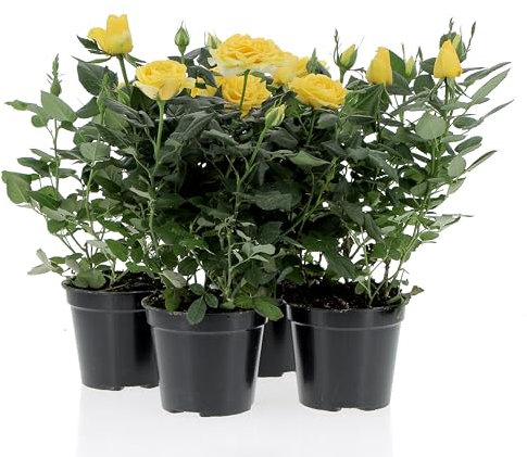 KENTIS - Kit 4 Piante di Rose Gialle - Piante Vere da Esterno Fiorite - Pianta da Balcone Giardino Terrazzo Ornamentali - Sempreverde - Vaso Ø 12 cm