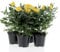 KENTIS - Kit 4 Piante di Rose Gialle - Piante Vere da Esterno Fiorite - Pianta da Balcone Giardino Terrazzo Ornamentali - Sempreverde - Vaso Ø 12 cm