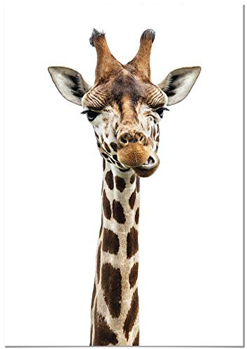Panorama Leinwandbild Giraffe 50x70 cm - Gedruckt auf Leinwand - Tiere Wanbilder - Dekoration Wohnzimmer