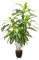 PASCH® Drachenbaum Kunstpalme groß (120 cm) - Langlebig & Naturgetreu | Realistische Kunstpflanzen groß | Künstliche Pflanzen groß | Palme künstlich | Künstliche Palme für natürliches Ambiente
