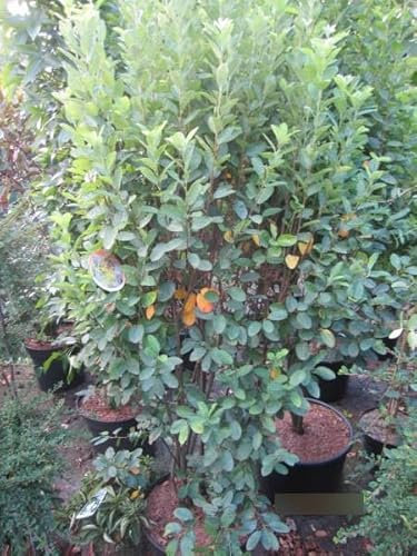 Amelanchier lamarckii Rainbow Pillar - Felsenbirne - 80-100cm