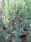 Amelanchier lamarckii Rainbow Pillar - Felsenbirne - 80-100cm
