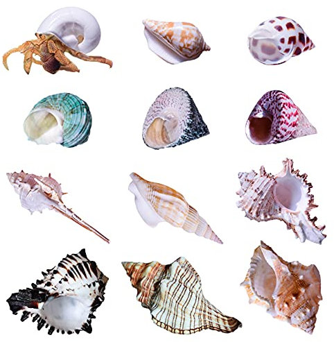 Lot de 12 coquillages de l'ermite pour décoration d'aquarium - Taille S à M