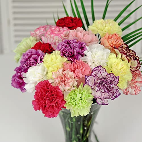 Wild Carnation Dianthus caryophyllus 'Giant Chabaud Mixed' - Scented Double Blooms - Hardy Perennial - Easy to Grow Your Own - Garden Flowers - 1x Packet (Approx. 150 Seeds) by Thompson and Morgan
