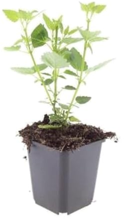 Plantas Agastache Blue Fortune para Jardín, Azul Lavanda, Pack de 24
