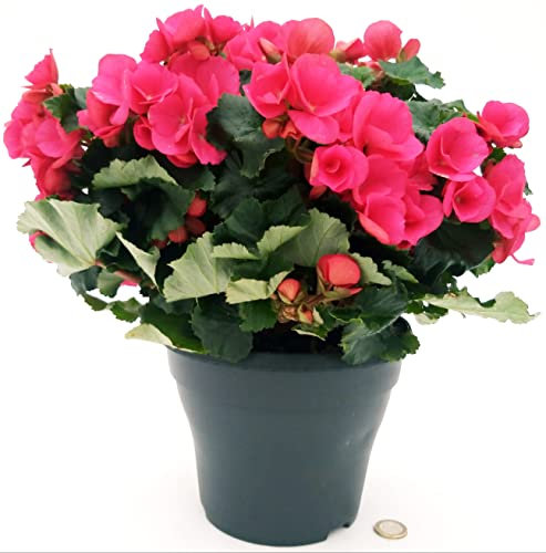 POWERS TO FLOWERS - BEGONIA BETULIA ROSSA XXL, VASO 18CM DIAMETRO, pianta vera