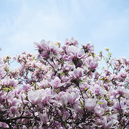 Semi Di Magnolia Albero Di Magnolia Hardy Piante Da Giardino Perenni Albero Bonsai Semi Di Albero Reale Piante Resistenti Per Giardino Semi Di Albero Di Magnol Fiori Decorativi Viola Piante 50 Semi