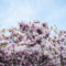 Semi Di Magnolia Albero Di Magnolia Hardy Piante Da Giardino Perenni Albero Bonsai Semi Di Albero Reale Piante Resistenti Per Giardino Semi Di Albero Di Magnol Fiori Decorativi Viola Piante 50 Semi