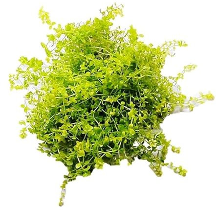 FLORATICA Hemianthus Glomeratus 'Pearl Grass' Live Aquarium Plants Tropical Fish Tank Shrimp Safe Snail Free (20)