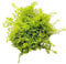 FLORATICA Hemianthus Glomeratus 'Pearl Grass' Live Aquarium Plants Tropical Fish Tank Shrimp Safe Snail Free (20)