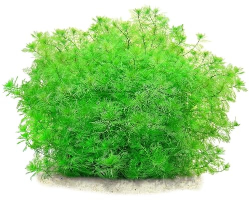 Aquasabi - Myriophyllum mattogrossense - Mato-Grosso-Tausendblatt - in Vitro XL 8,5 cm - Hintergrund Wasserpflanze für Aquarium - in Vitro Aquarienpflanze - Aquascaping