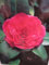 Camellia japonica Principessa Baciocchi - Japanische Hochstamm-Kamelie 80