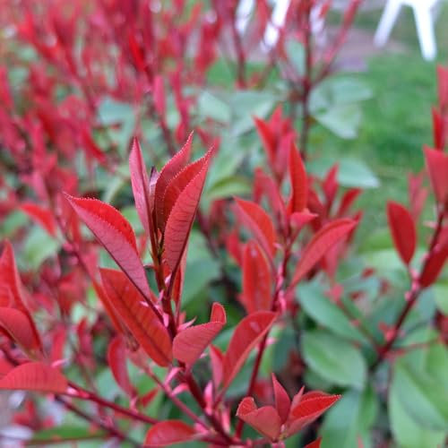 glanzmispel red robin samen - glanzmispel red robin baumsamen pflanzen photinia red robin - Seltene Pflanzen serie - saatgut kräuterpflanzen kübelpflanzen winterhart exotische pflanzen 800pcs