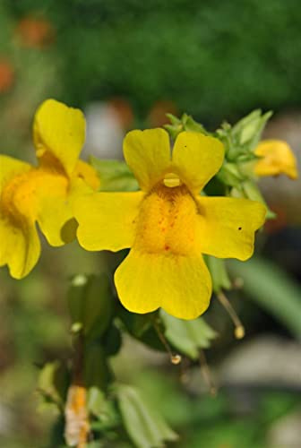 Gelbe Gauklerblume im Topf Mimulus luteus Teichrandpflanze mehrjährig | 30-60 cm, buschig, gelbe Blüten Juni bis August, sonnig bis halbschattig, Teichrand und Feuchtbeet, frosthart bis -5 °C