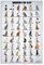 HLLNWB Poster Cat of the World mit Katzenmotiven, 30,5 x 45,7 cm